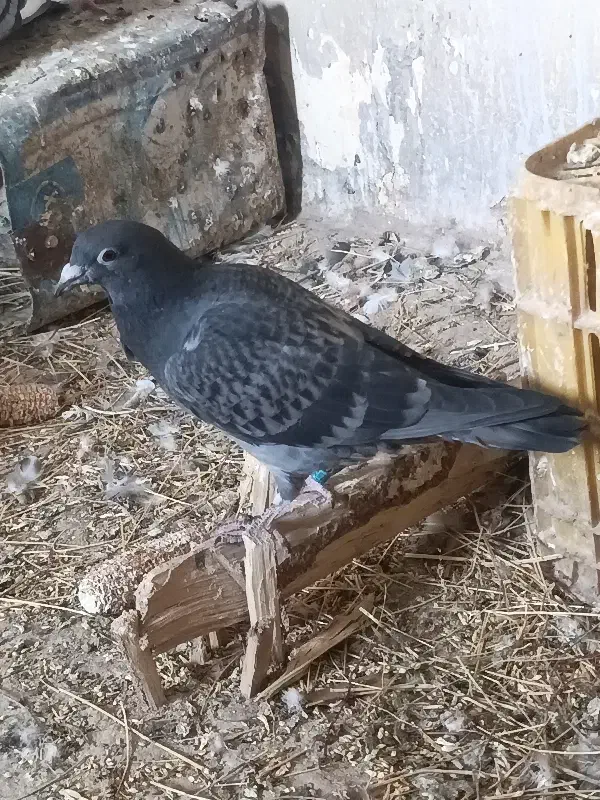 کبوتر پلاکی پدر مادر دار|پرنده|تاکستان, |دیوار