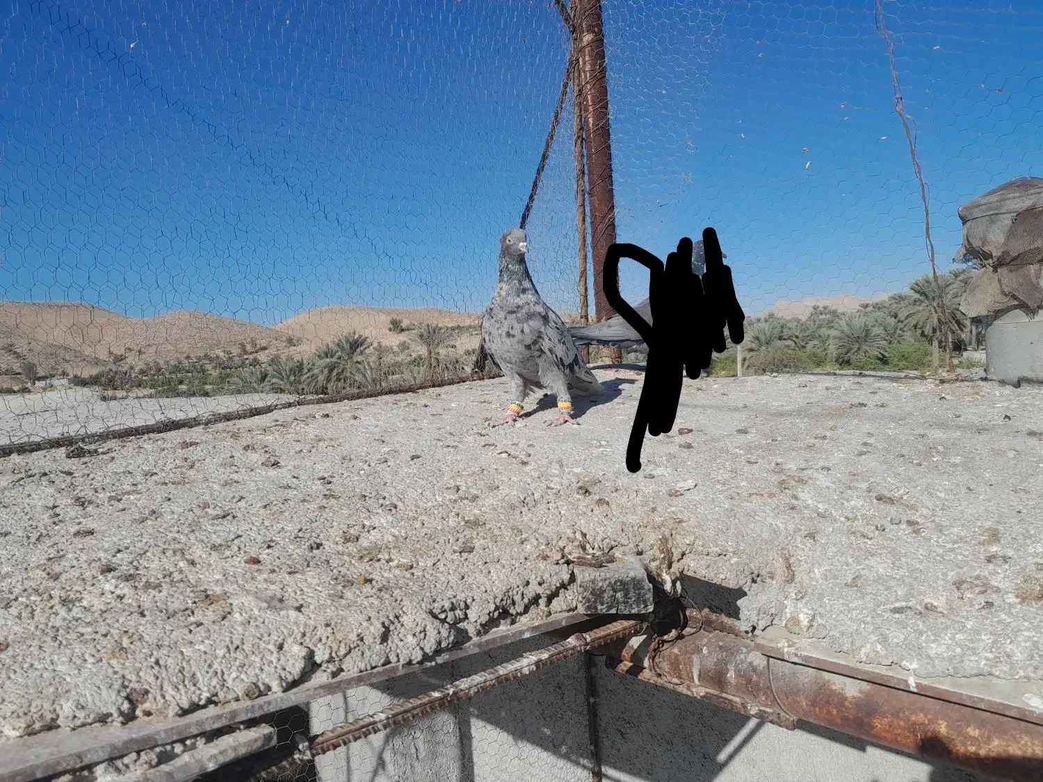 قیمت یک تومان مقطوع|پرنده|جهرم, |دیوار