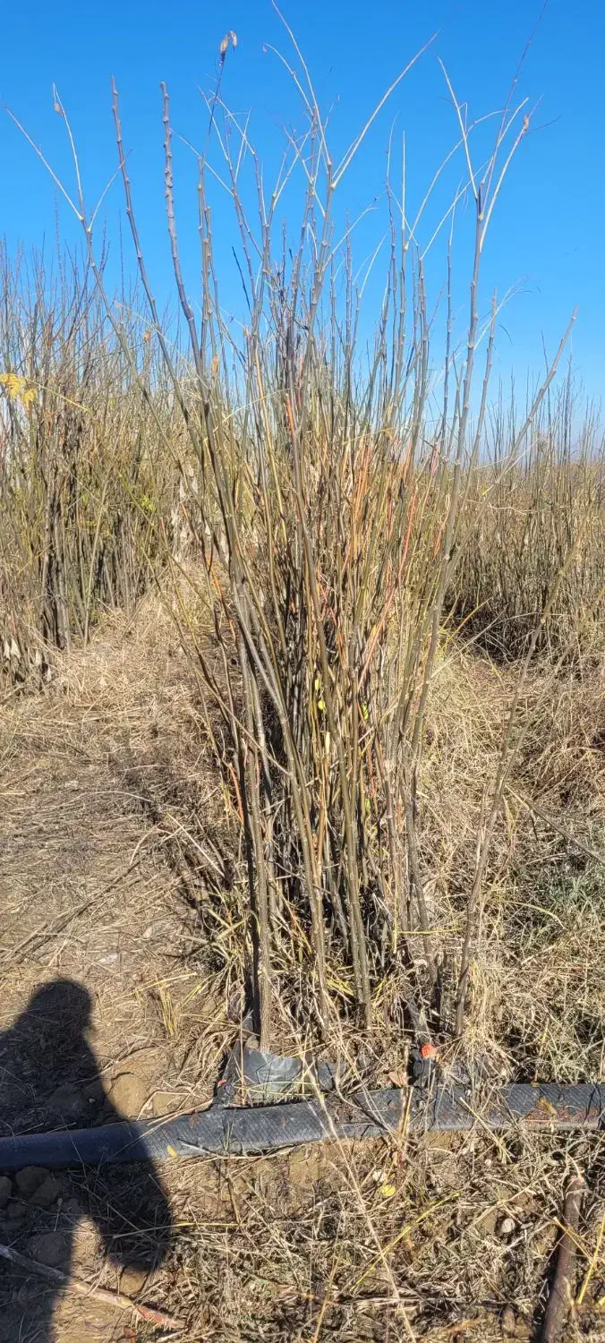 نهال|خدمات باغبانی و درختکاری|دلند, |دیوار