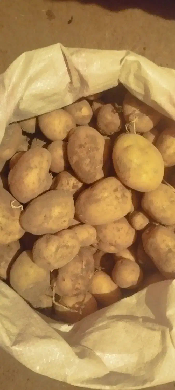 سیب زمینی محلی(قیمت هر کیلو 40 هزارتومان)|خوردنی و آشامیدنی|دیواندره, |دیوار