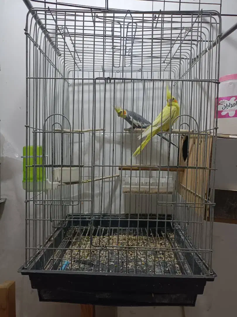 عروس پاریس|پرنده|سوسنگرد, |دیوار