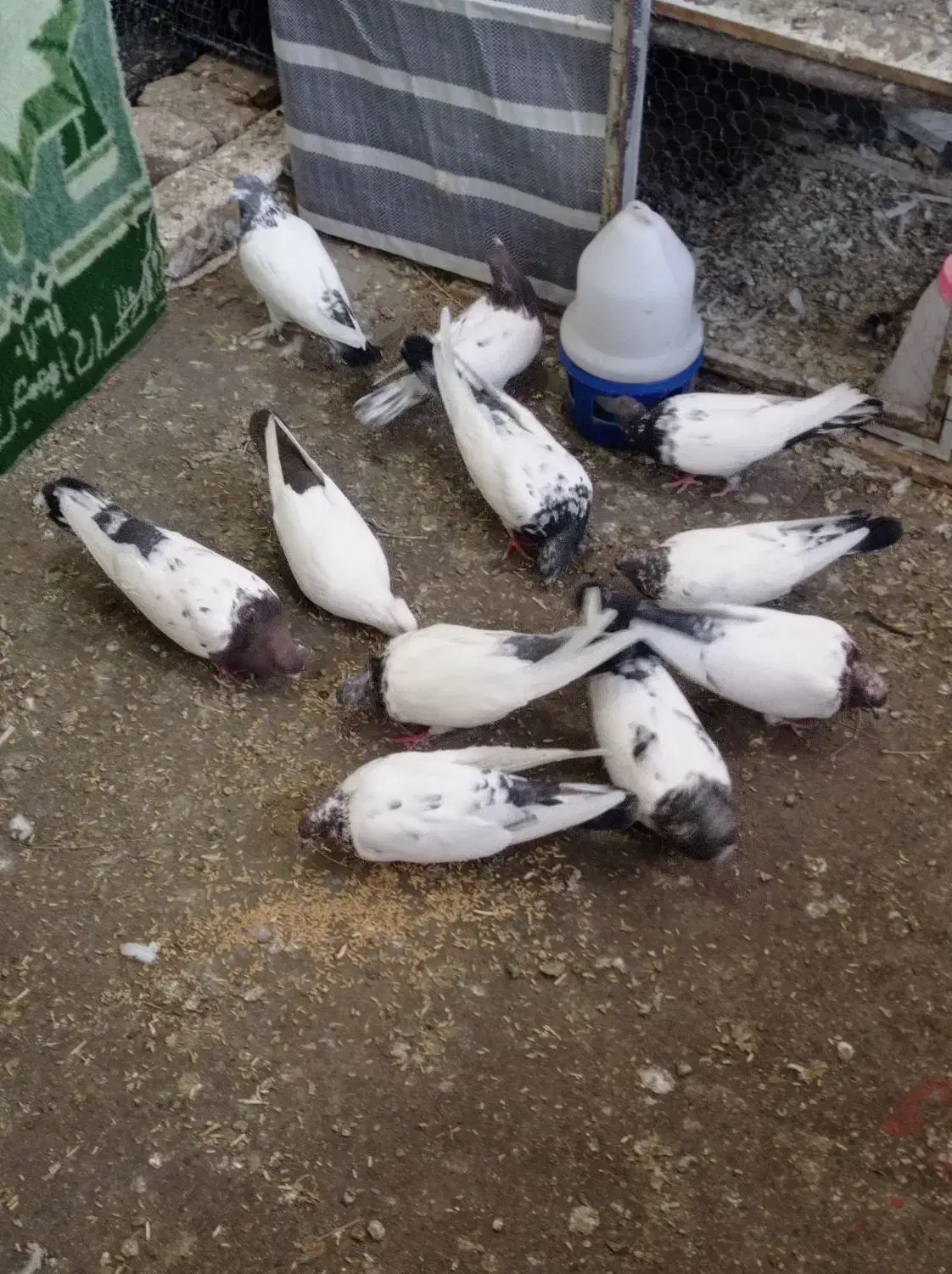 کبوتر|پرنده|رزن, |دیوار