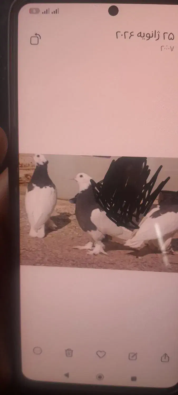 طوقی مفت|حراج|یزد, |دیوار