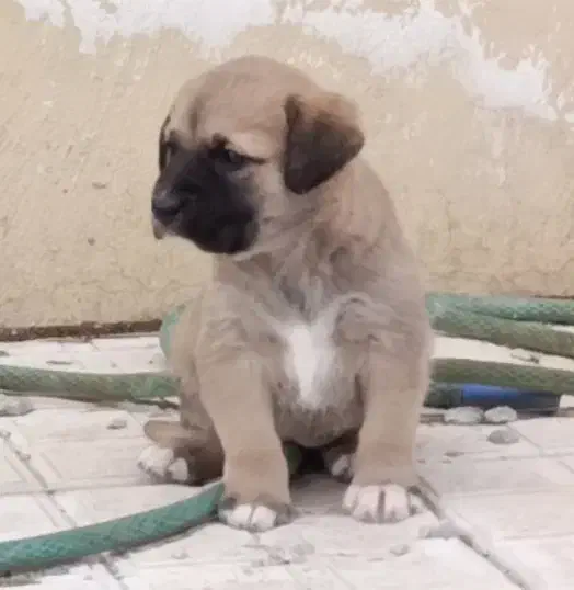 سرابی|سگ|تهران, منیریه|دیوار