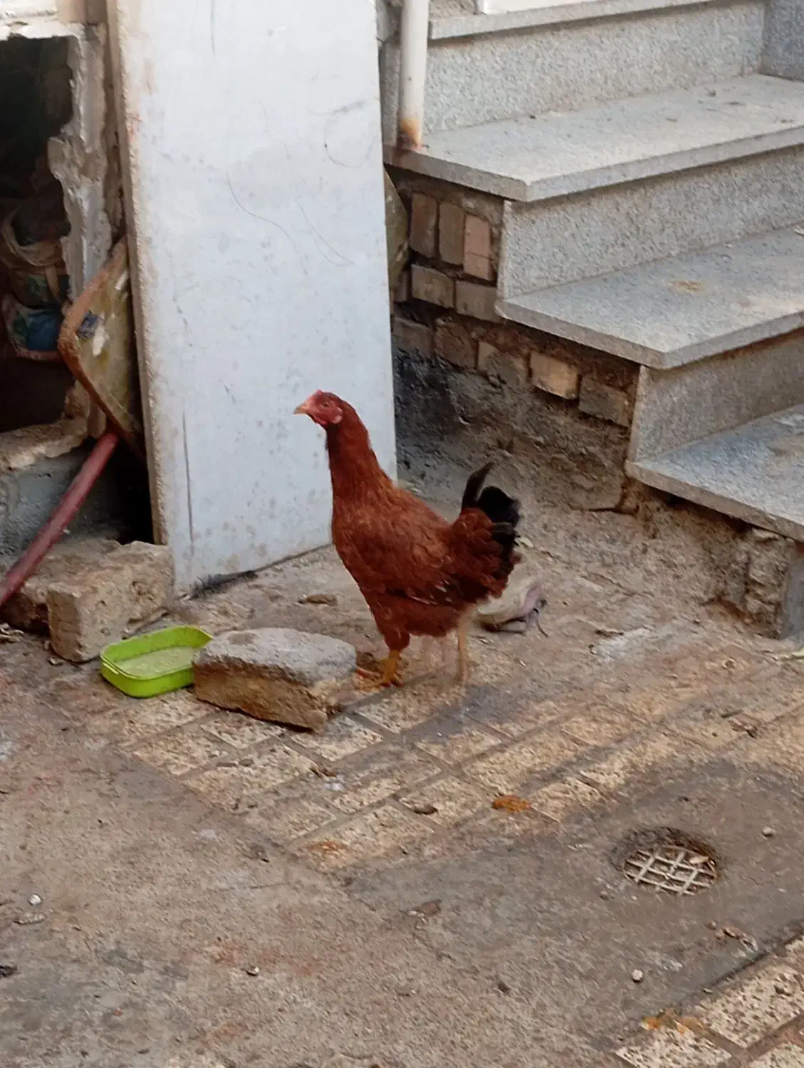 مرغ و خروس خانگی|حیوانات مزرعه|مشهد, شهید شهریاری|دیوار