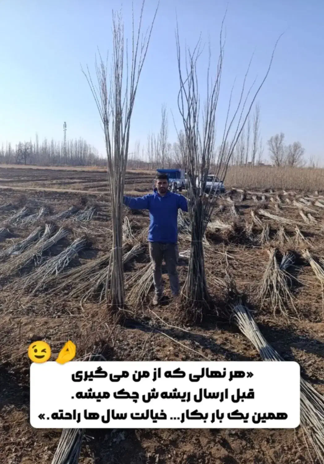 نهالستان رویال نهال|خدمات باغبانی و درختکاری|مرودشت, ولایت|دیوار