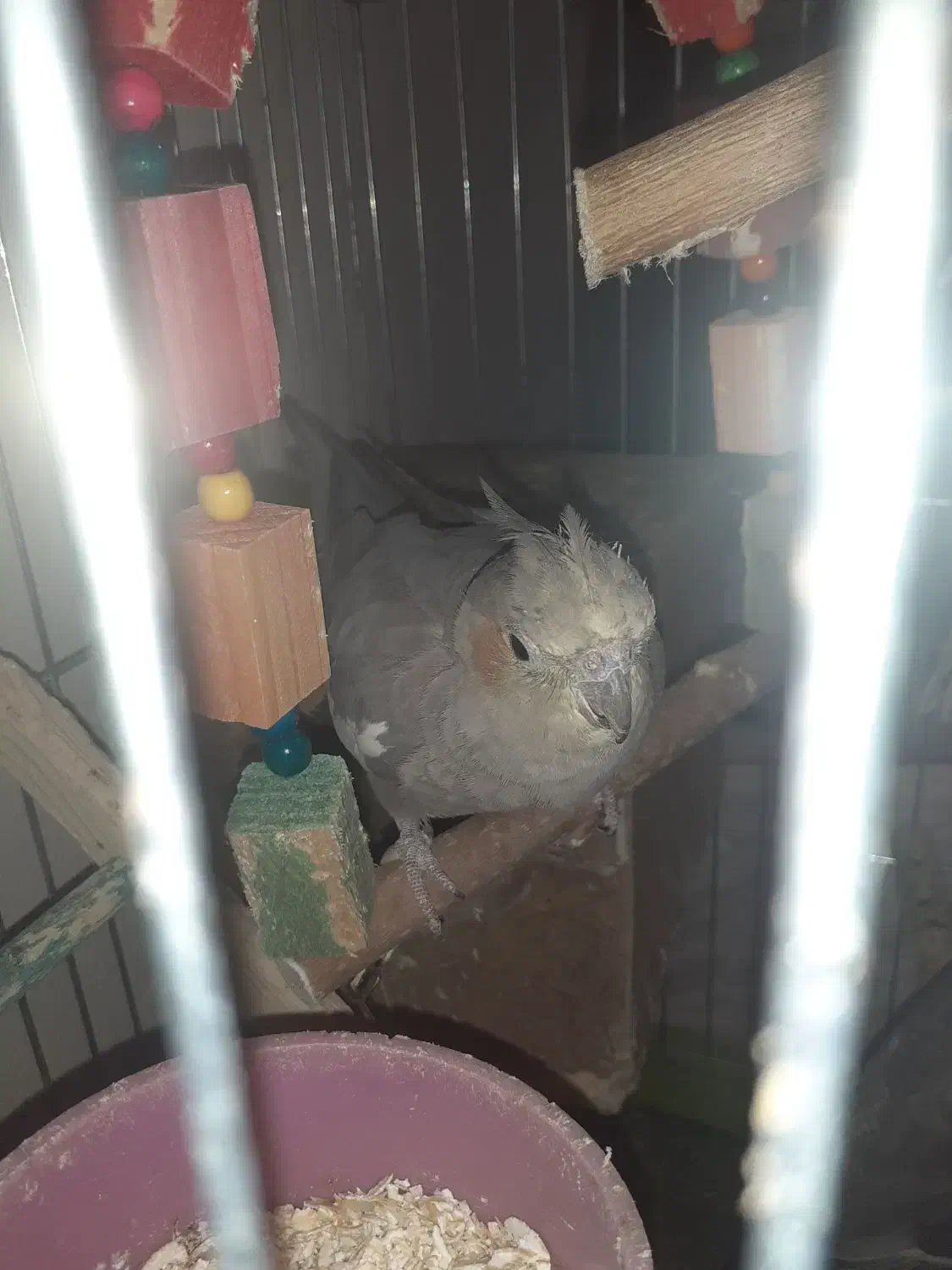 عروس هلندی همراه جوجه|پرنده|تهران, قیطریه|دیوار