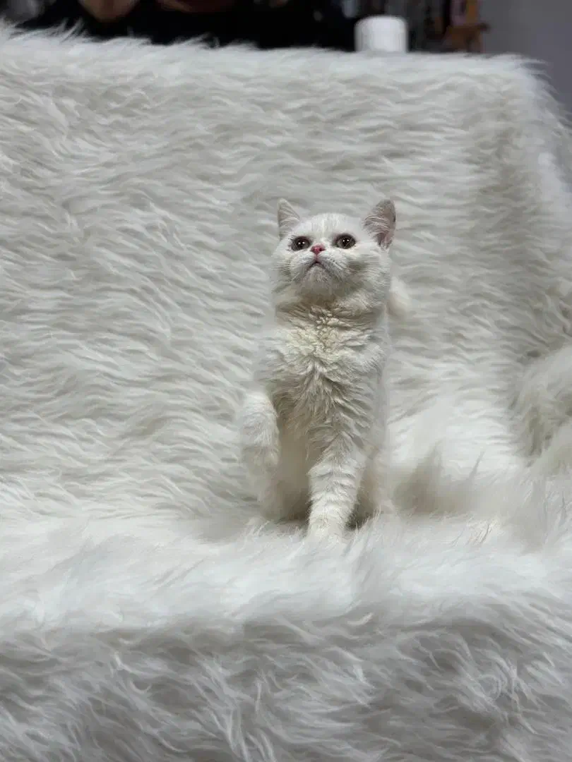 بریتیش سفید|گربه|کرمانشاه, |دیوار