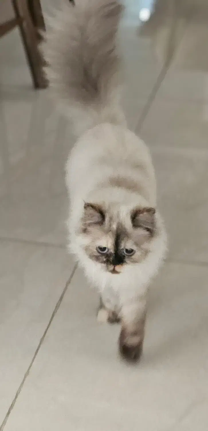 گربه|گربه|ساری, |دیوار