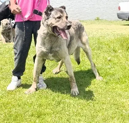 سگ سرابی|سگ|ویلکیج, |دیوار