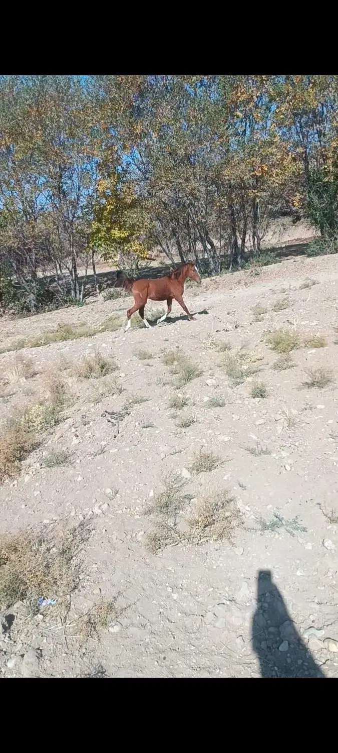 اسب نریان|اسب و تجهیزات اسبسواری|همایجان, |دیوار