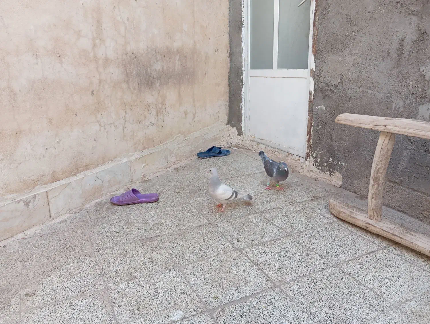 کفتر|پرنده|قم, شهدا|دیوار