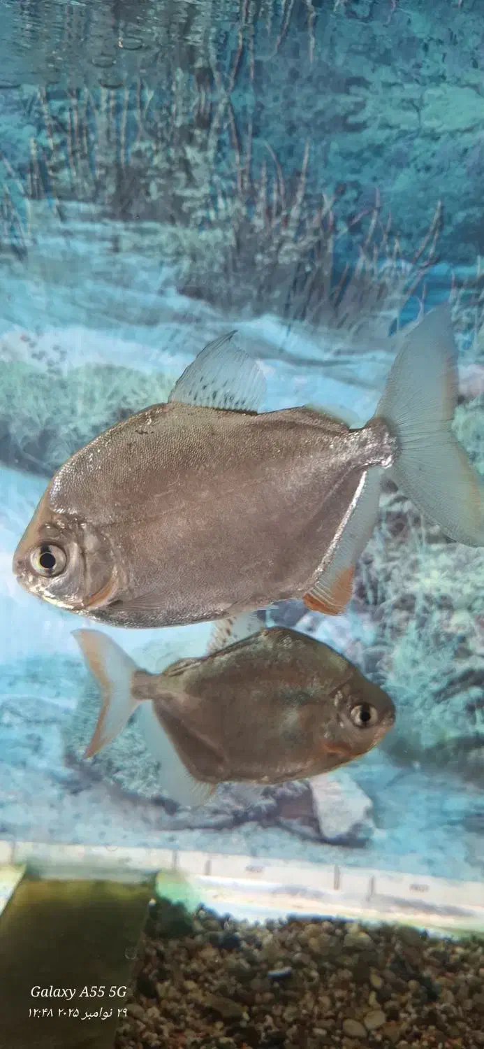 ۲تا ماهی دالر بزرگ|ماهی|بروجرد, |دیوار