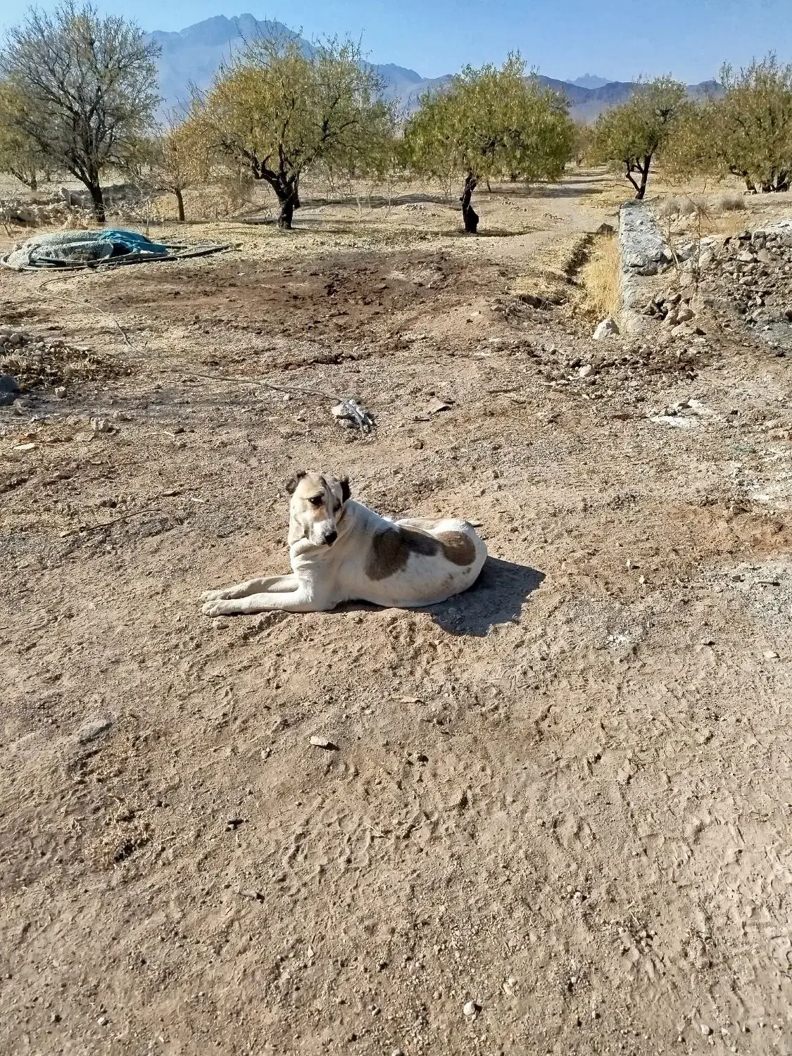 سگ سرابی اصیل|سگ|شهرکرد, |دیوار