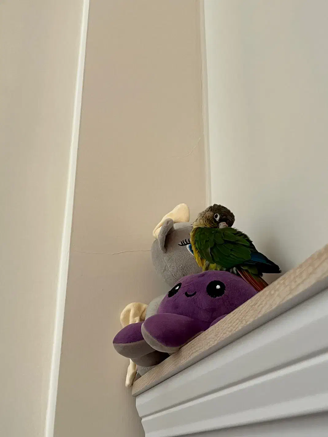 طوطی|پرنده|سنندج, |دیوار