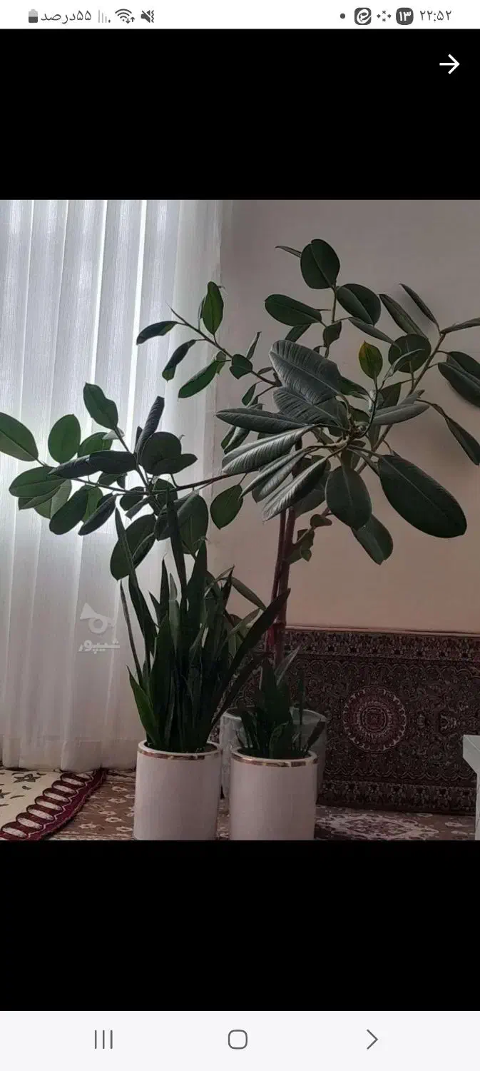 سلام باعرض ادب|گل و گیاه طبیعی|درگزین, |دیوار