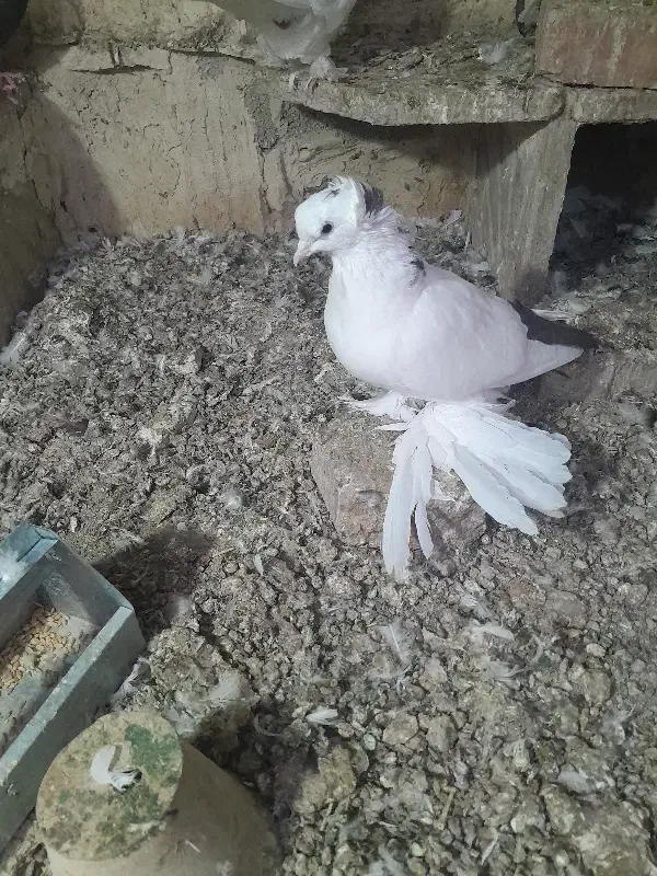 بوینی گولی فیلی پاپر مایا|پرنده|لاهیجان, انقلاب|دیوار