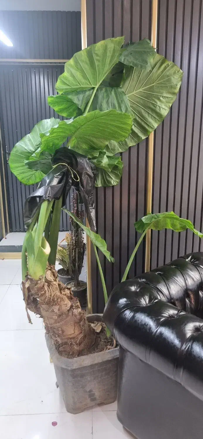 درختچه بابا آدم|گل و گیاه طبیعی|شیراز, قدوسی شرقی|دیوار