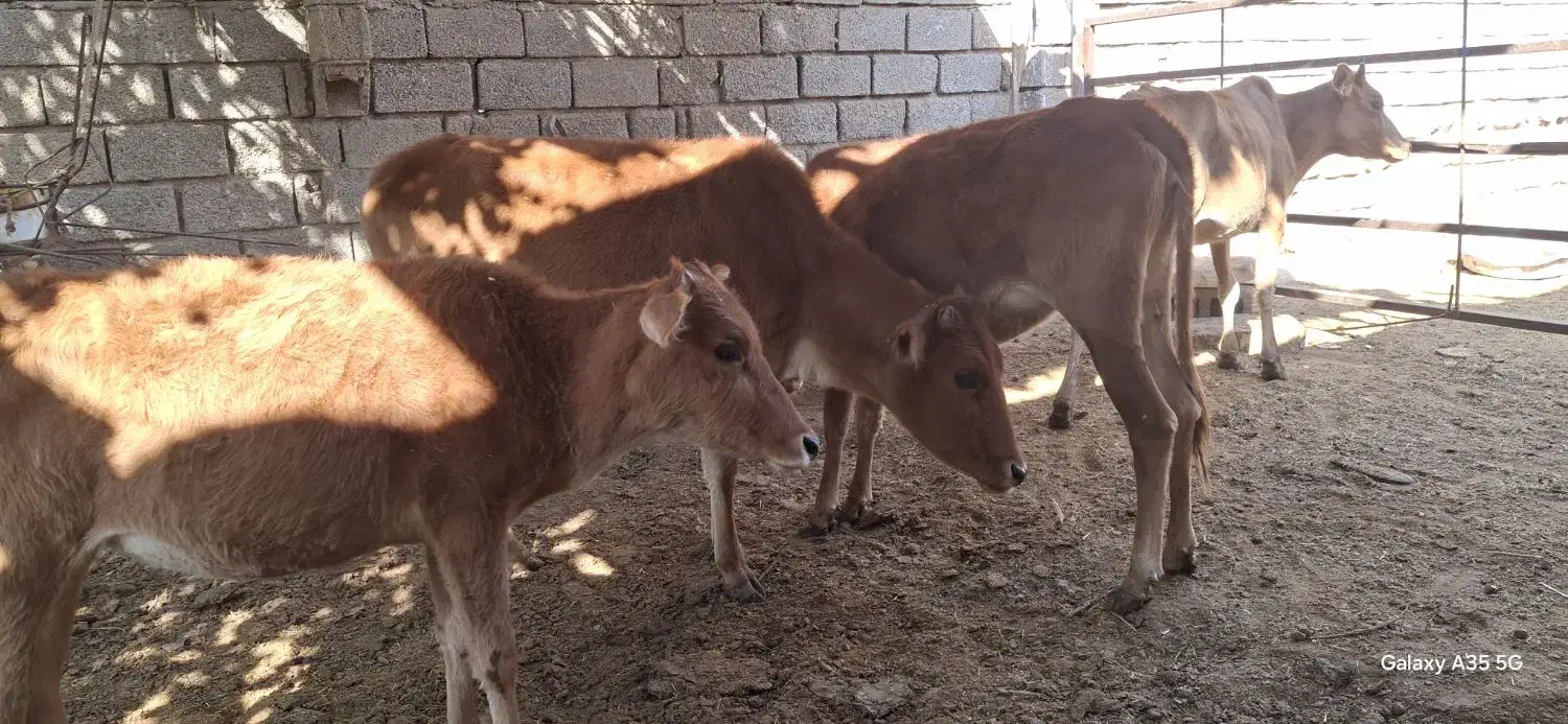 گاو با گوساله ابستن|حیوانات مزرعه|شادگان, |دیوار