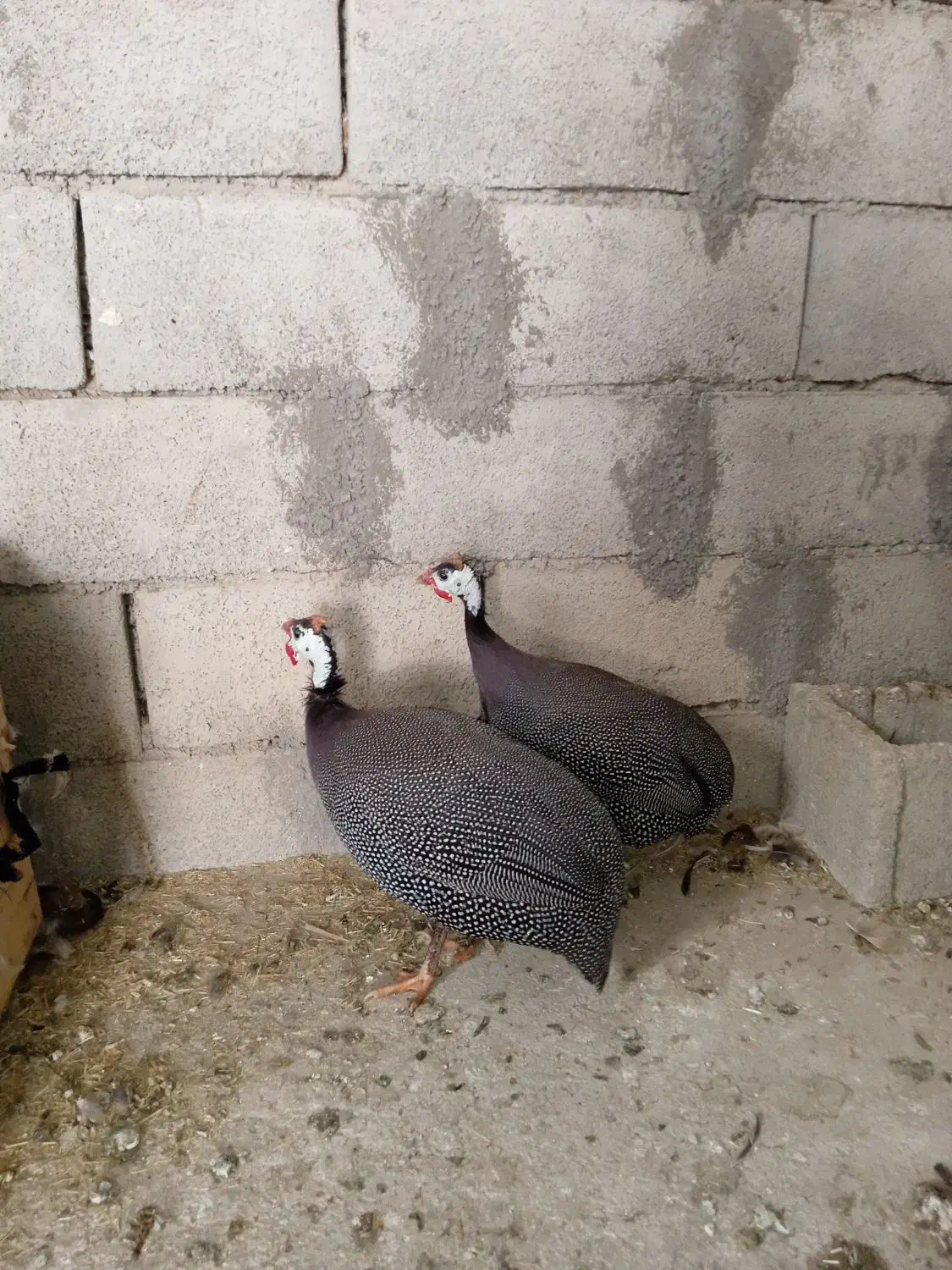 مرغ|پرنده|ایذه, |دیوار