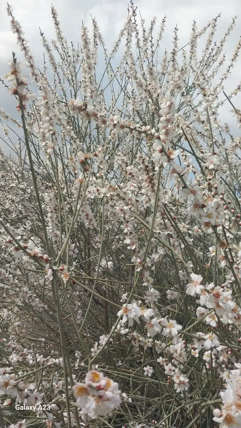 اجاره منزل مسکونی رستم|اجارهٔ خانه و ویلا|رستم, |دیوار