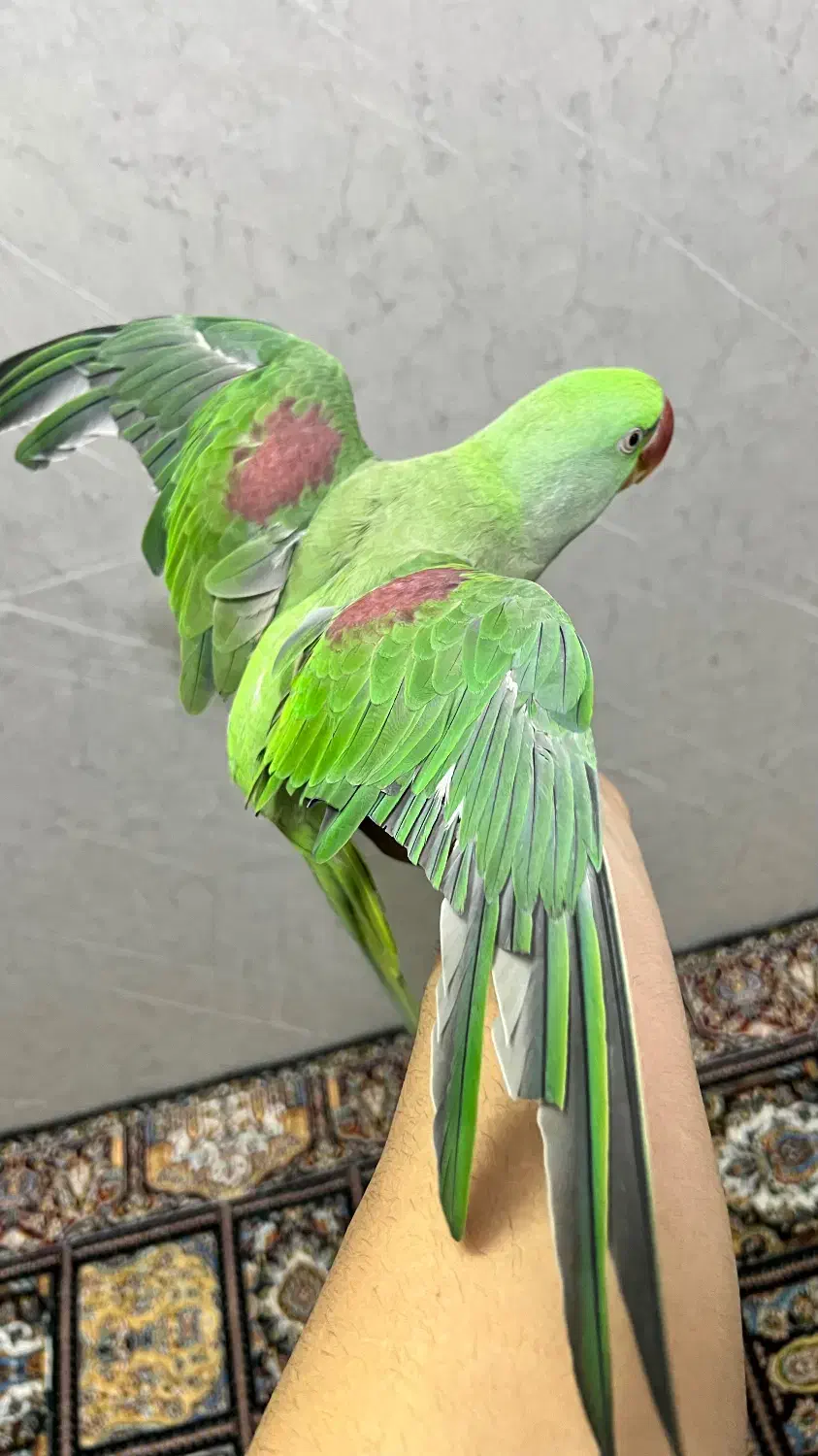 شاه طوطی کاملا دستی|پرنده|تهران, دریا|دیوار