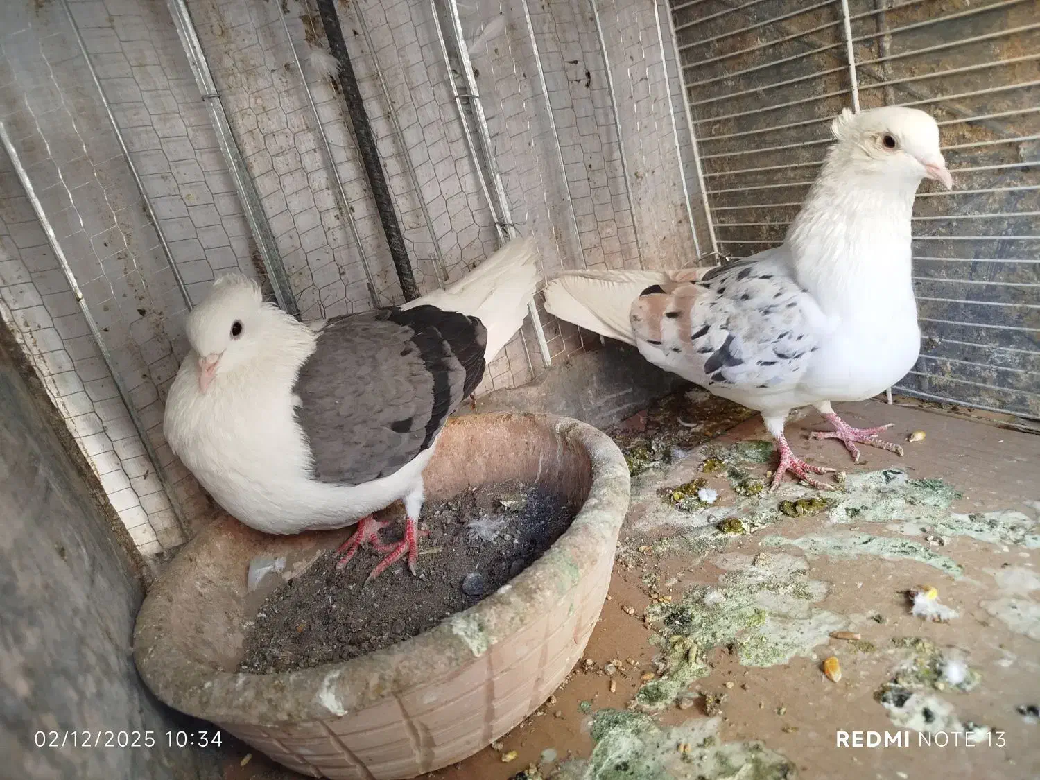 پشت هفت رنگ و سبز و زرد|پرنده|بیرجند, |دیوار