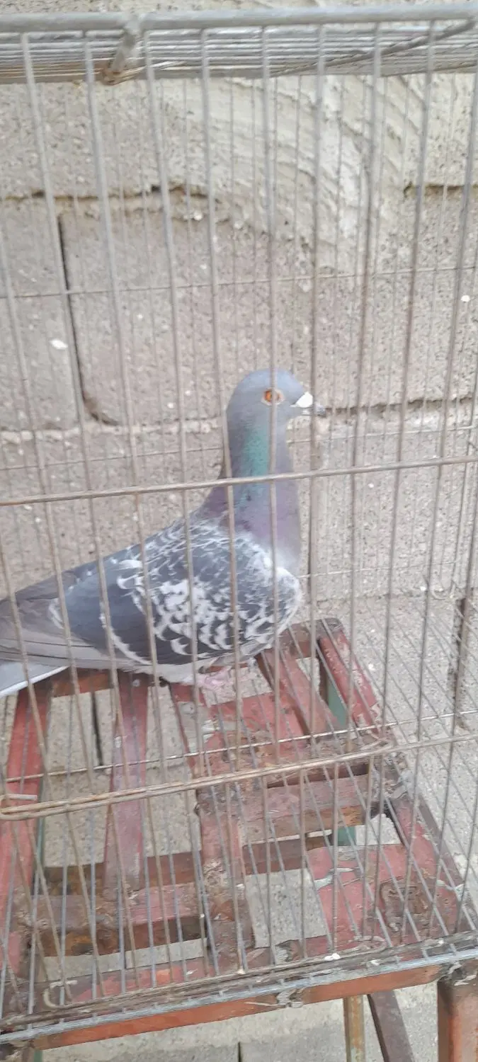 کفتر.|پرنده|کوهبنان, |دیوار