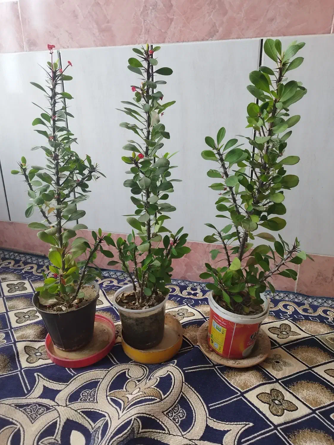 گل طبیعی|گل و گیاه طبیعی|خرمآباد, |دیوار