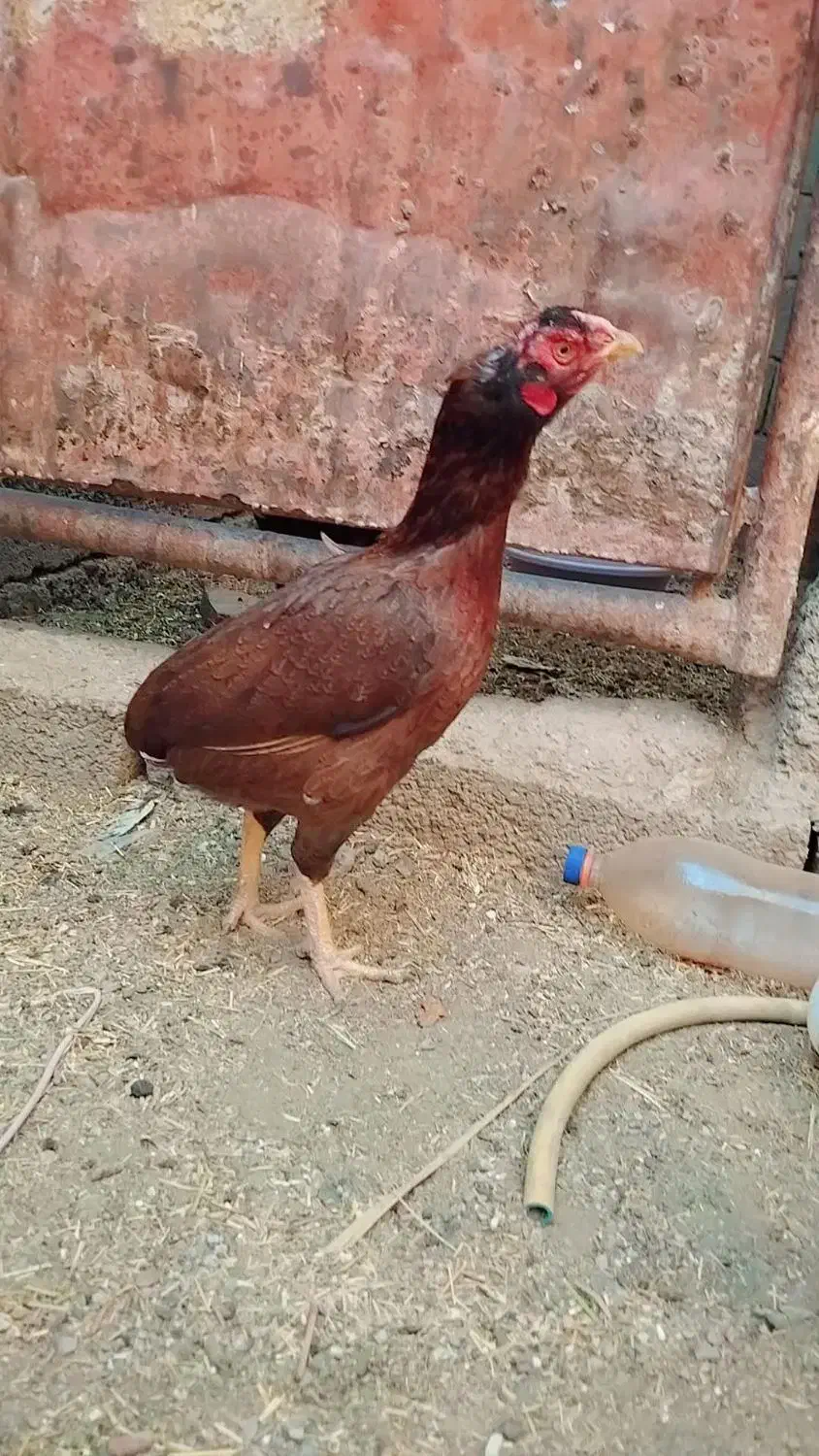 گوشی مرغ|کیف، کفش، کمربند|سیب و سوران, |دیوار