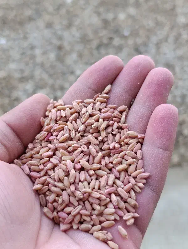 بذر گندم|گل و گیاه طبیعی|گنبد کاووس, |دیوار