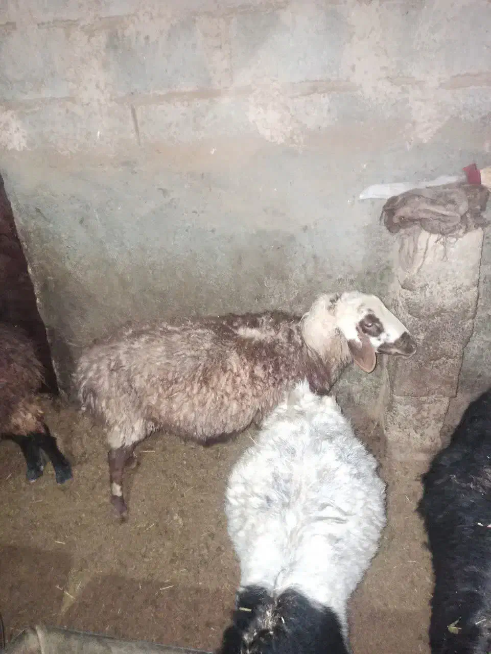 میش|حیوانات مزرعه|درمیان, |دیوار