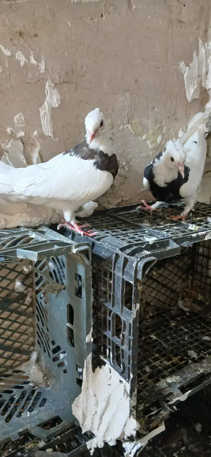 کبوتر ساده طوقی ۲۹عدد|پرنده|مشهد, ادیب نیشابوری (شهرک غرب)|دیوار