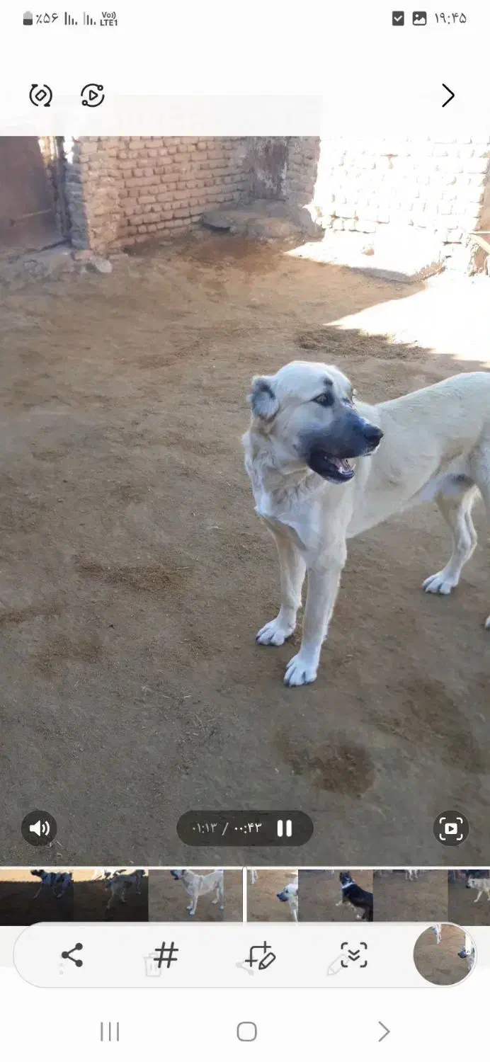 گمشده|حیوانات|تربت جام, شاهد|دیوار