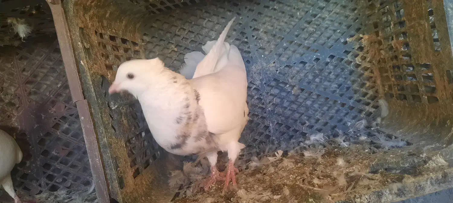 ۴ عدد ۵۰۰ تمن کبوتر گشتی|پرنده|سنندج, |دیوار