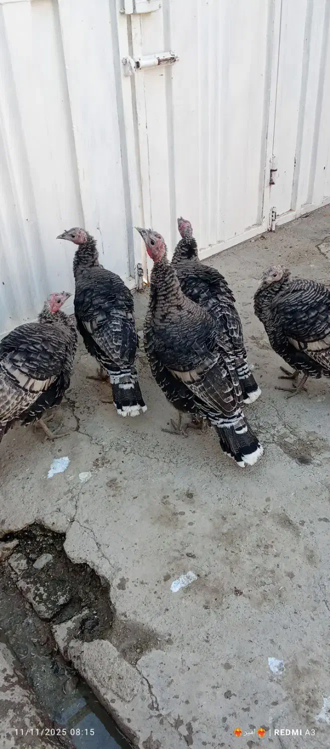 بوقلمودونهیکملیونهرکیخواستزنگبزنه|حیوانات مزرعه|شیروان (لرستان), |دیوار