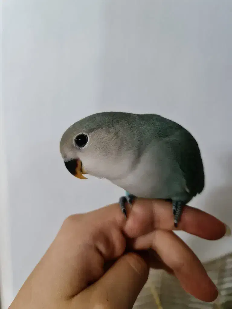 جوجه کوتوله برزیلی|پرنده|ساری, |دیوار