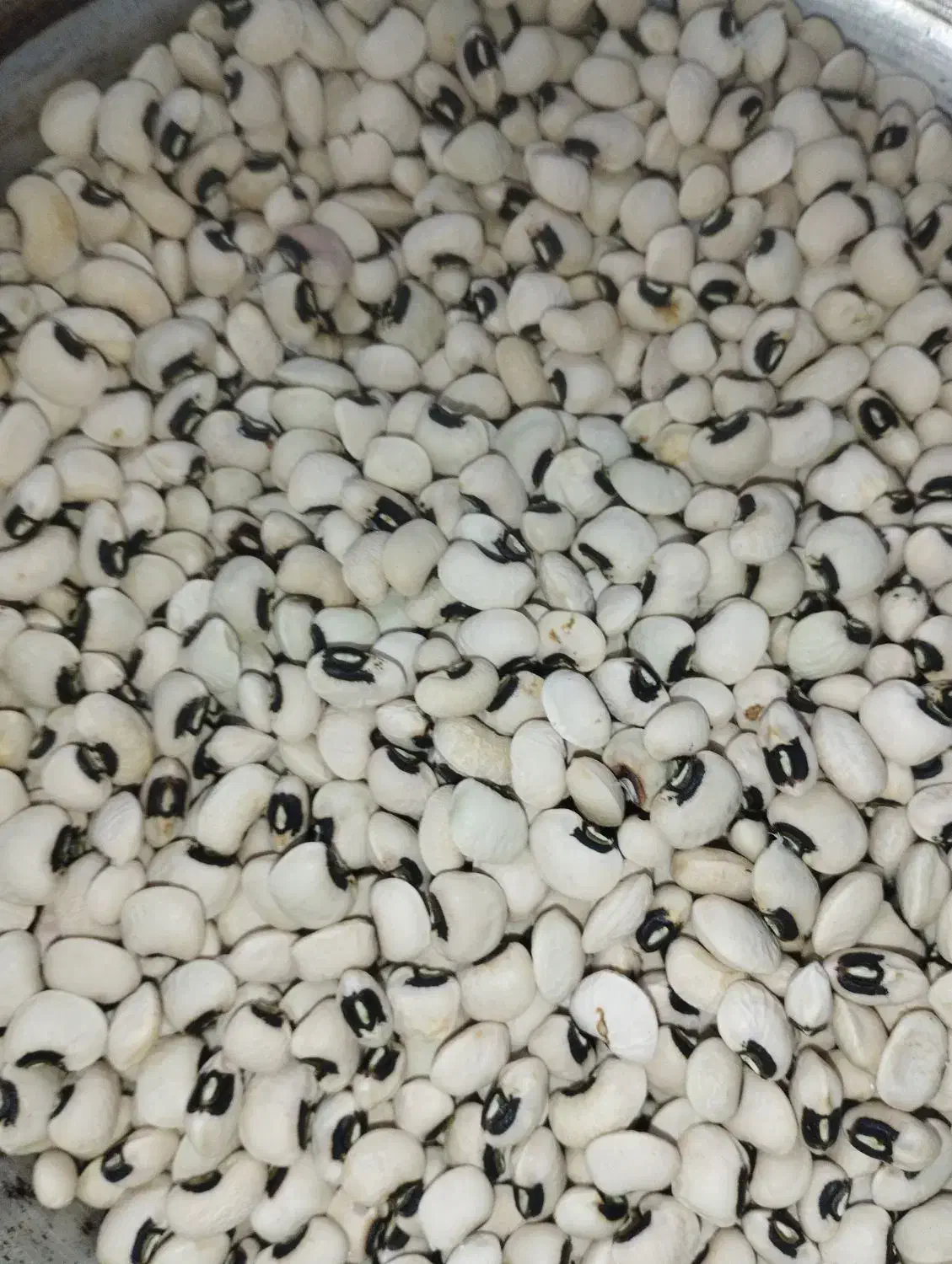 لوبیا چشم بلبلی محلی تازه|خوردنی و آشامیدنی|لیسار, |دیوار