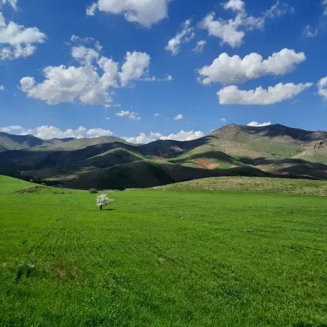 زمین کشاورزی آبی ودیمی|فروش دفتر صنعتی، کشاورزی، تجاری|سرشیو, |دیوار