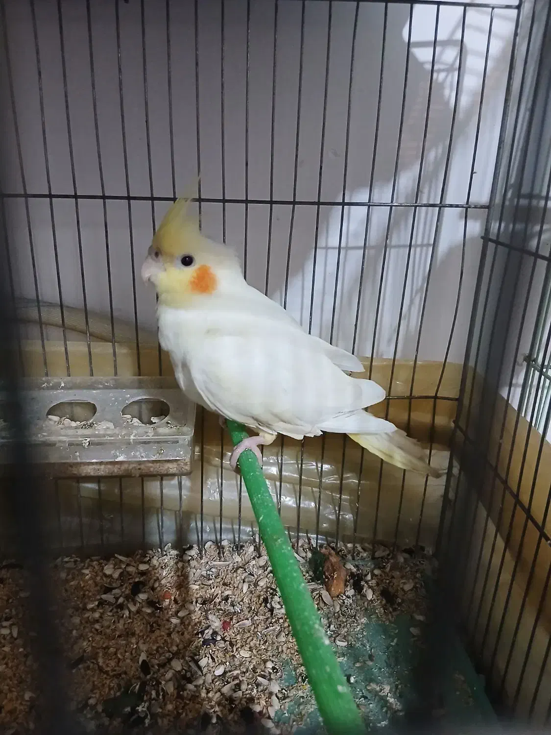 عروس هلندی نر فول اهلی|پرنده|خسروشاه, |دیوار