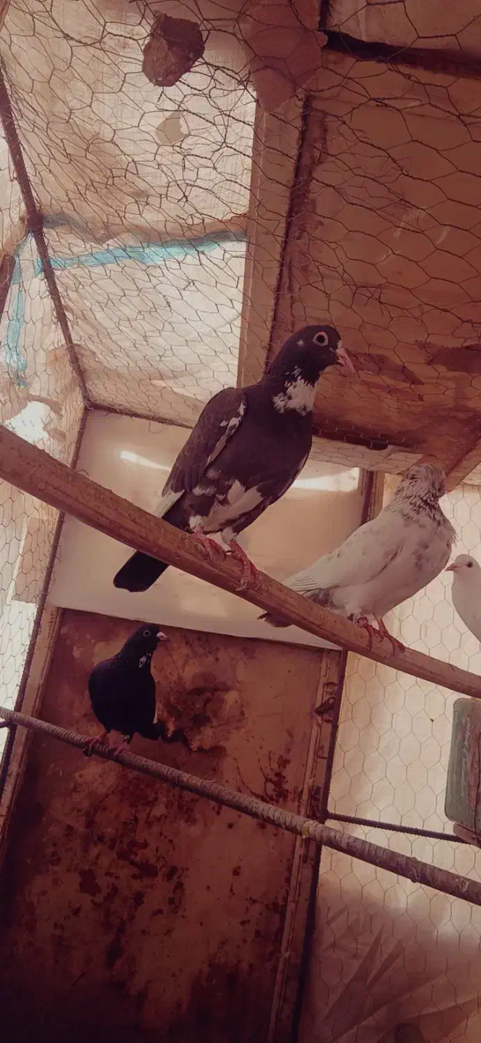 سیاه پلنگ|پرنده|بافق, |دیوار