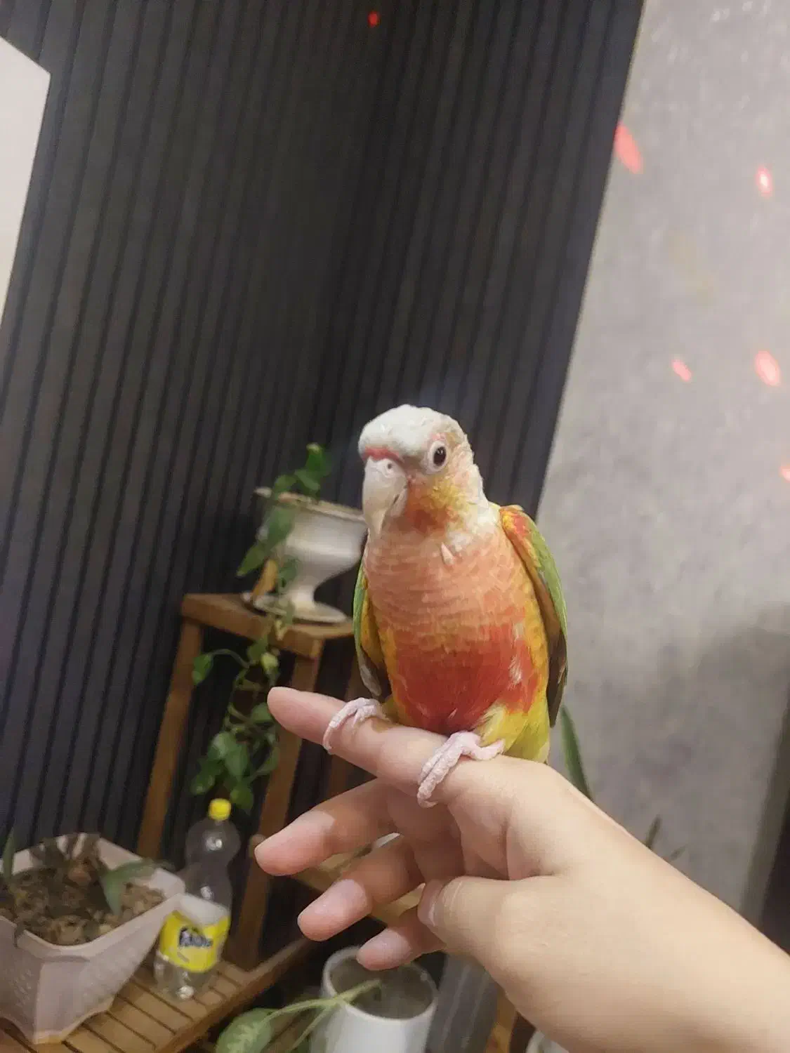 طوطی گریجیک نر سخنگو و دستی زیبا قشنگ|پرنده|خواف, |دیوار