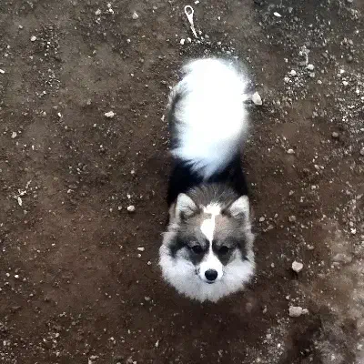 .عروسک سگ پامر|اسباب‌‌بازی|نهاوند, |دیوار