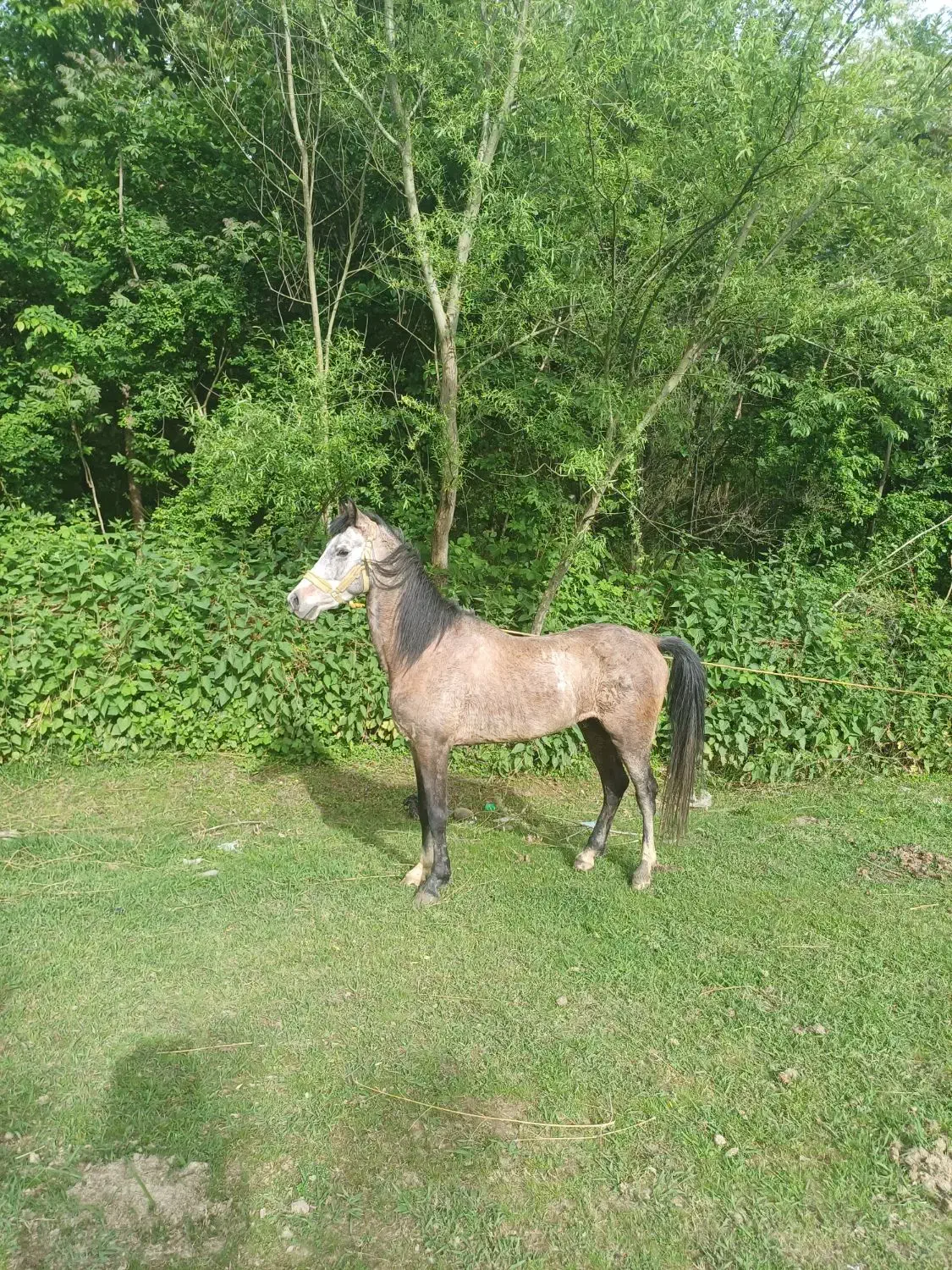 اسب سواری ۶ساله با مدارک و وسایل سوارکاری|اسب و تجهیزات اسبسواری|فومن, |دیوار