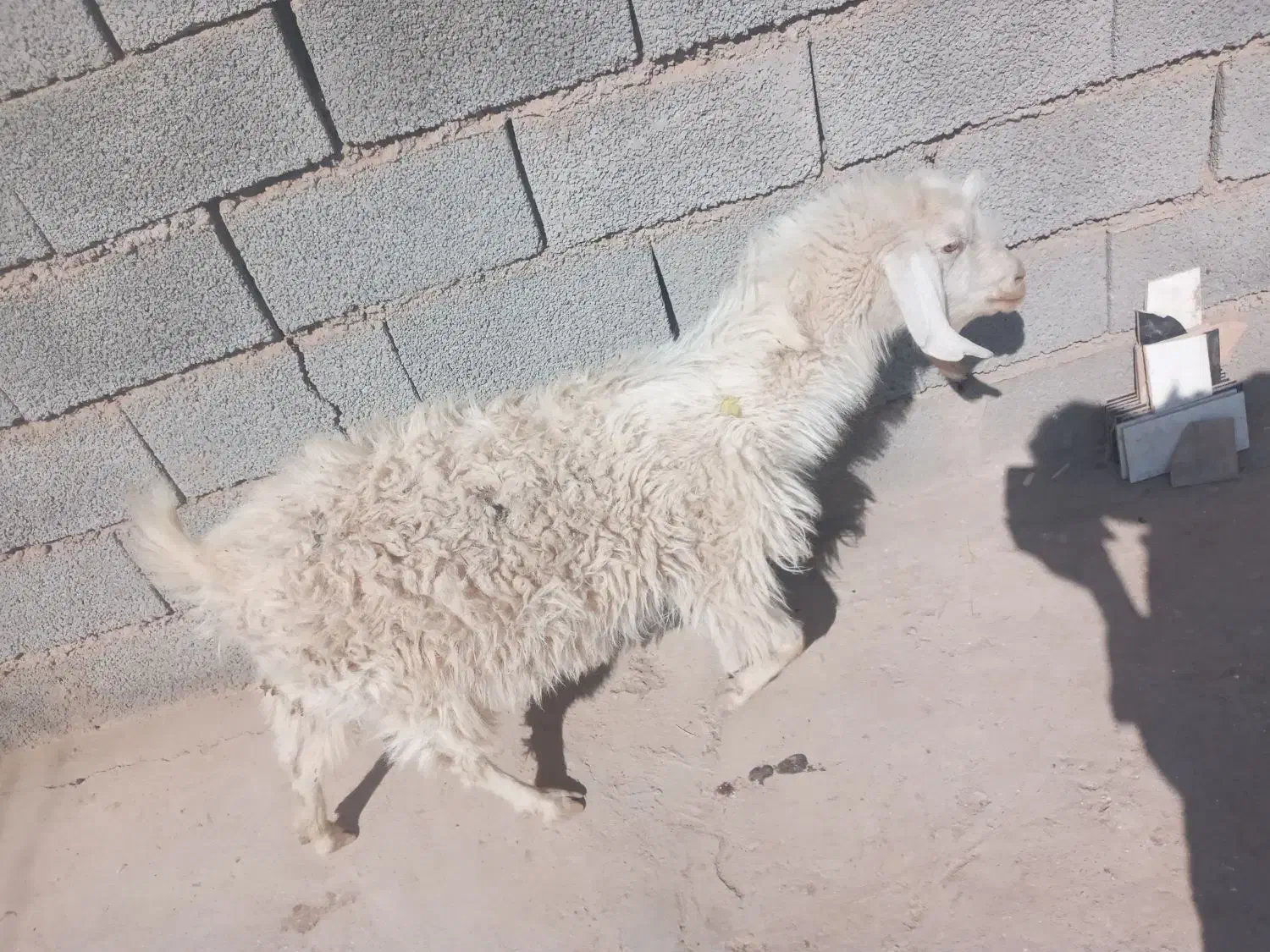 گوسفند بز|حیوانات مزرعه|کرمان, |دیوار