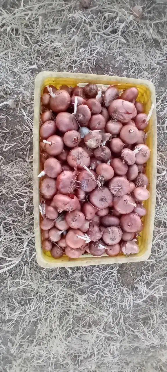 پیاز کوردی ( گازرخانی )|عمده‌فروشی|جوانرود, |دیوار