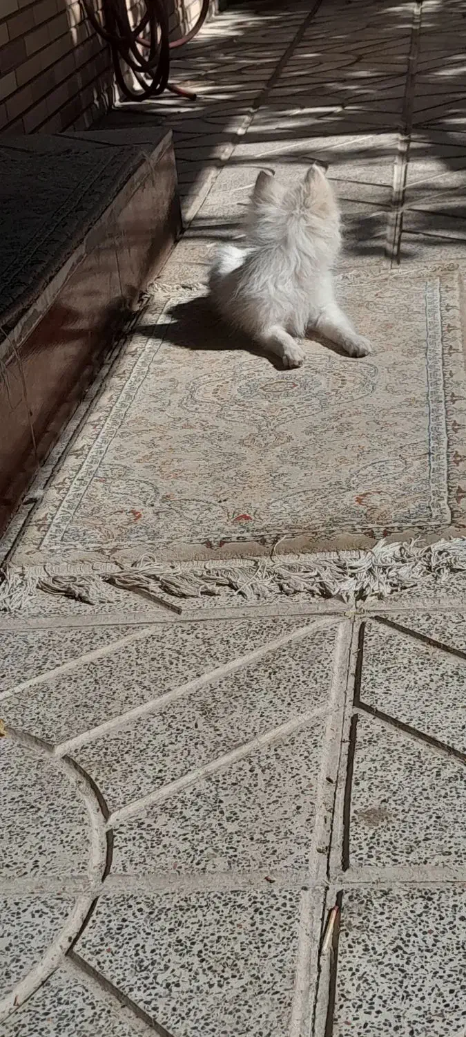 سگ پامرین سفید|سگ|مبارکه, |دیوار