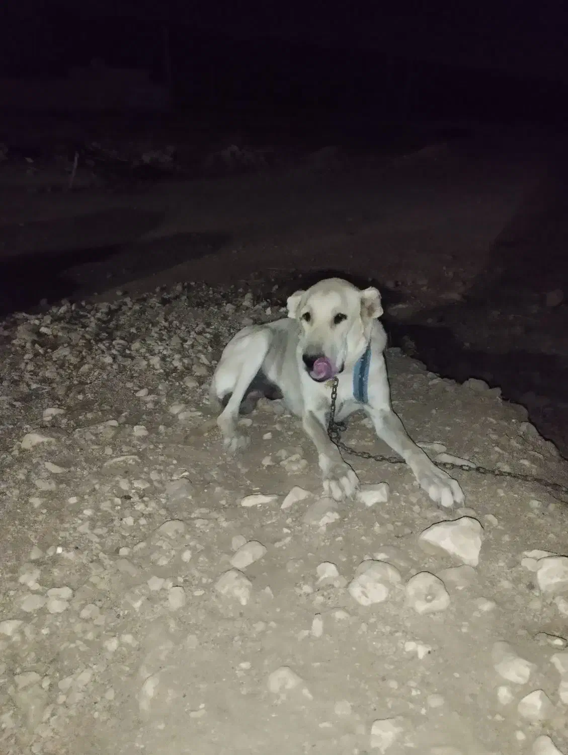 ماده سگ سرابی اصیل|سگ|گوآور, |دیوار