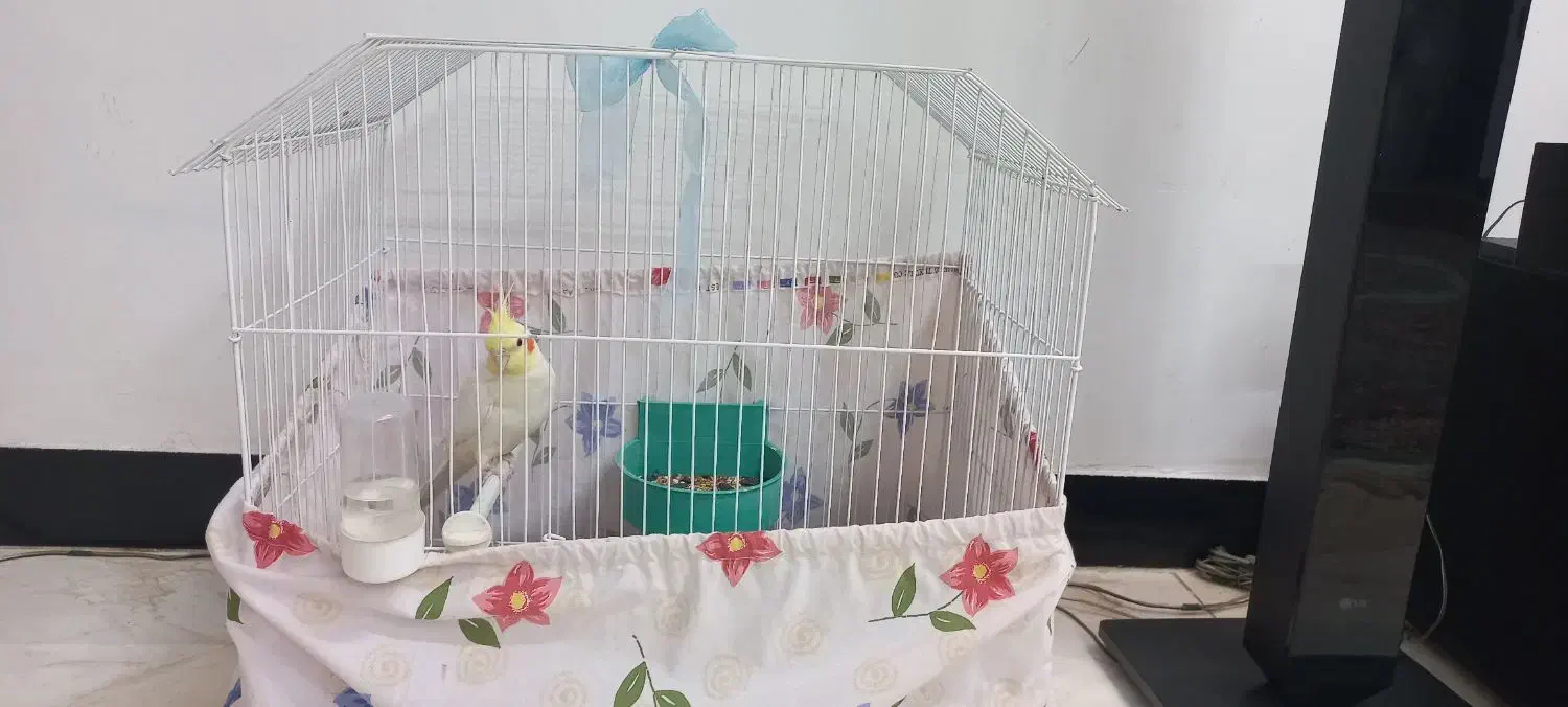 عروس هلندی|پرنده|رشت, آب و برق|دیوار