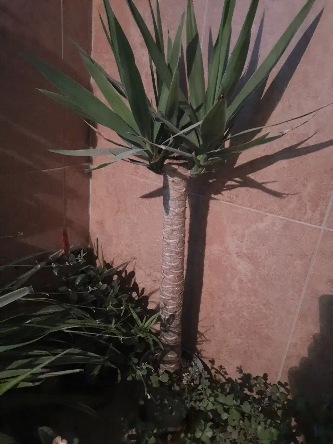گیاه یوکا تنه ضخیم سه سر در خاک استریل کوکوپیت|گل و گیاه طبیعی|اصفهان, ملک‌شهر|دیوار